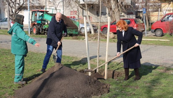 НАСТАВЉЕНО ОЗЕЛЕЊАВАЊЕ НОВОГ САДА: Нових 88 стабала дрвећа за више зеленила