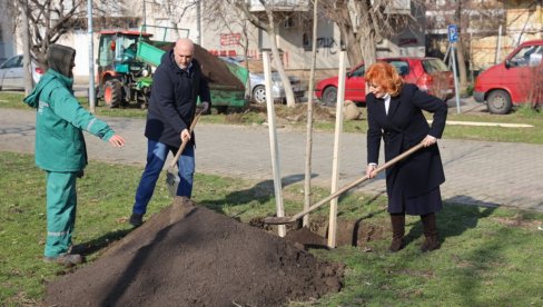 НАСТАВЉЕНО ОЗЕЛЕЊАВАЊЕ НОВОГ САДА: Нових 88 стабала дрвећа за више зеленила