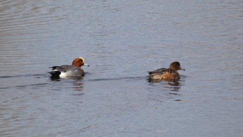 ПОТВРЂЕН ПРВИ СЛУЧАЈ ПТИЧЈЕГ ГРИПА КОД ЉУДИ: Ево и у ком делу Европе