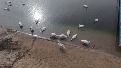 PRIZIVAJU PROLEĆE: Labudovi uživaju na kupalištu Peskara u Zrenjaninu (FOTO)