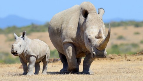 PAD KRIVOLOG NA NOSOROGE ZA OKO 16 ODSTO: Južna Afrika objavila izveštaj