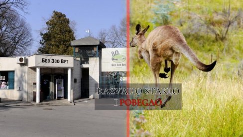 KENGUR POBEGAO IZ BG ZOO VRTA: Vidite SNIMAK POTERE - i on hoće slobodu (VIDEO)