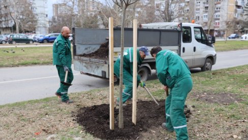 OZELENJAVANJE POSLE SUPEROLUJE: U toku je detaljna obnova javnih površina u Novom Sadu