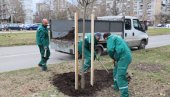 OZELENJAVANJE POSLE SUPEROLUJE: U toku je detaljna obnova javnih površina u Novom Sadu