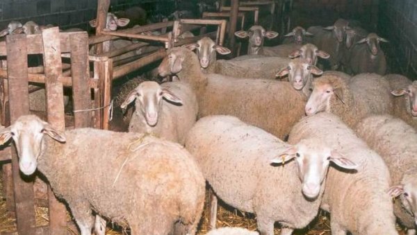 ОВЦЕ И ЈАГЊАД ПОЈЕФТИНИЛИ: Овако су се крећу цене стоке на пијацама у Србији ОВЦЕ И ЈАГЊАД ПОЈЕФТИНИЛИ: Овако су се крећу цене стоке на пијацама у Србији