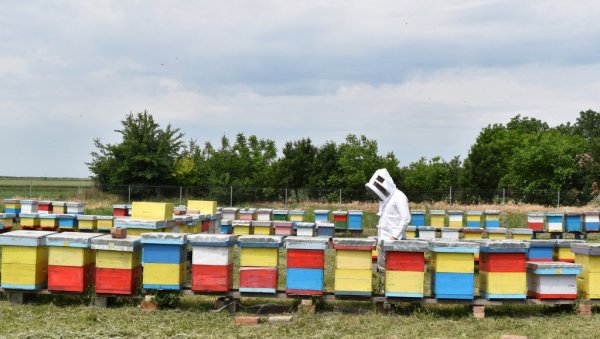 ПОЧЕЛА ИСПЛАТА СУБВЕНЦИЈА ПО КОШНИЦИ ПЧЕЛА: Укупан износ од више од милијарду динара ПОЧЕЛА ИСПЛАТА СУБВЕНЦИЈА ПО КОШНИЦИ ПЧЕЛА: Укупан износ од више од милијарду динара