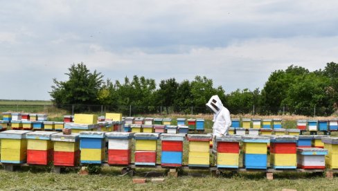 POČELA ISPLATA SUBVENCIJA PO KOŠNICI PČELA: Ukupan iznos od više od milijardu dinara