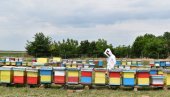 PČELARSTVO JE VIŠE OD TEGLE MEDA: Evo koliko evra “nevidljivog” rada godišnje