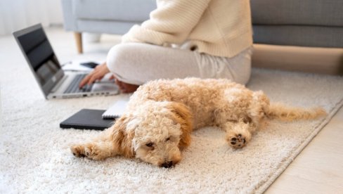 ŠOKANTNA RAZLIKA: U Srbiji obavezna vakcinacija psa 2.000 dinara, u Holandiji 100 evra!