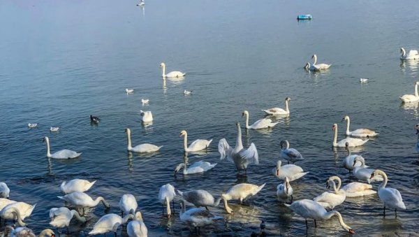 ЗЕМУНСКИ ДАНИ ПОРОДИЦЕ: Од 2. до 8. јуна ЗЕМУНСКИ ДАНИ ПОРОДИЦЕ: Од 2. до 8. јуна