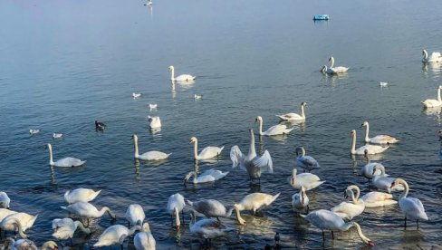 ЗЕМУНСКИ ДАНИ ПОРОДИЦЕ: Од 2. до 8. јуна ЗЕМУНСКИ ДАНИ ПОРОДИЦЕ: Од 2. до 8. јуна