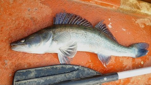 ODAKLE RIBE PREDATORI U JEZERIMA KOD PLJEVALJA? Pojava smuđa zabrinula ekologe i građane, strepe za ekosistem