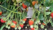 АГРОНОМ УПОЗОРАВА: Ево како да најлакше препознате јагоде затроване пестицидима