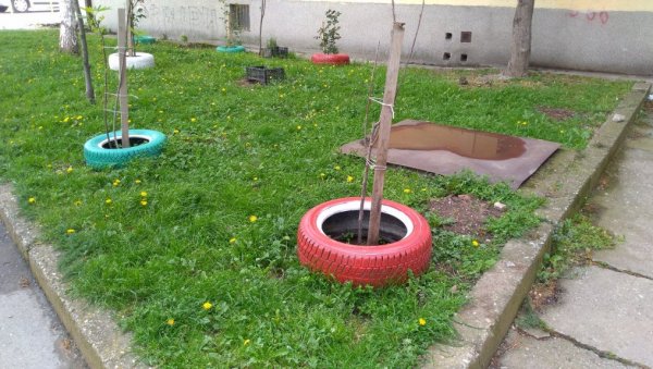 РЕЦИКЛАЖА У ПОЖАРЕВЦУ: Старе ауто-гуме станари користе као жардињере за цвеће РЕЦИКЛАЖА У ПОЖАРЕВЦУ: Старе ауто-гуме станари користе као жардињере за цвеће