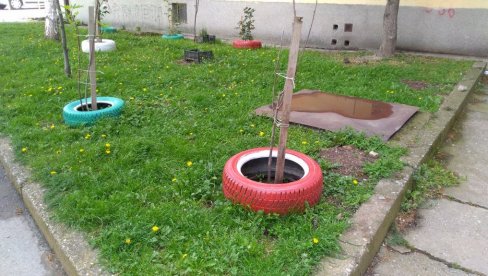 RECIKLAŽA U POŽAREVCU: Stare auto-gume stanari koriste kao žardinjere za cveće RECIKLAŽA U POŽAREVCU: Stare auto-gume stanari koriste kao žardinjere za cveće
