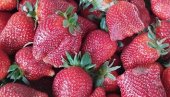 “KLIZI“ CENA JAGODE: Na pijaci u Paraćinu za kilogram sa 600 na 500 dinara (FOTO)
