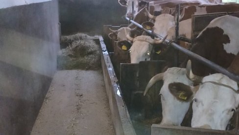 МЛЕКАЏИЈАМА ДУЖНИ ЗА МЛЕКО И ПРЕМИЈЕ: Више од 30 произвођача из Бреснице, Бечња, Бумбаревог Брда и Гунцата поднело тужбу против млекаре КУЧ МЛЕКАЏИЈАМА ДУЖНИ ЗА МЛЕКО И ПРЕМИЈЕ: Више од 30 произвођача из Бреснице, Бечња, Бумбаревог Брда и Гунцата поднело тужбу против млекаре КУЧ