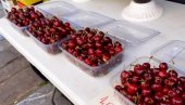 ОВЕ ГОДИНЕ ШТО СЕ ТИЧЕ ТРЕШАЊА ЈЕ КАТАСТРОФА Папрена цена овог воћа на пијаци, продавац открио колико има зараде на један килограм