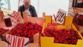 ТРЕШЊЕ КУПУЈУ НА КОМАД: После пролећних мразева први мајски црвени плодови достигли 1.500 динара за килограм