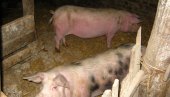ПОДСТИЦАЈИ ЗА ТОВ ВРЕДЕ 4,5 МИЛИЈАРДЕ: Министарство пољопривреде расписало јавни позив