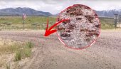 NAJEZDA PROŽDRLJIVIH INSEKATA: Preplavili celu državu, jedu jedni druge, velika su pretnja i za vegetaciju (VIDEO)