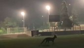 LISICA VIĐENA I KOD ŠKOLE: Vrščani zabrinuti zbog predatora u svom gradu
