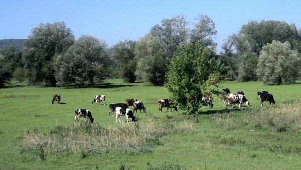 ГОЛУБАЦ ДАЈЕ ПОМОЋ СТОЧАРИМА: Захтеви за подстицаје подносе се до 20. јуна ГОЛУБАЦ ДАЈЕ ПОМОЋ СТОЧАРИМА: Захтеви за подстицаје подносе се до 20. јуна