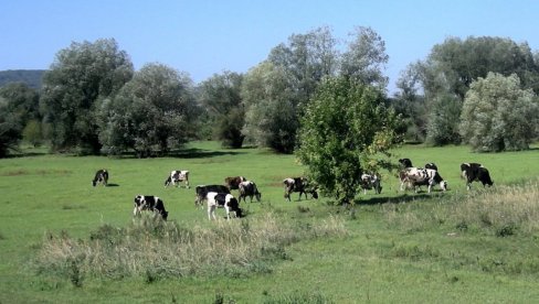 GOLUBAC DAJE POMOĆ STOČARIMA: Zahtevi za podsticaje podnose se do 20. juna GOLUBAC DAJE POMOĆ STOČARIMA: Zahtevi za podsticaje podnose se do 20. juna