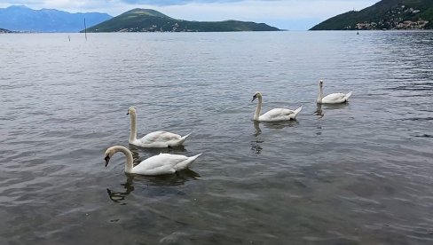 LABUDOVI U MORU KOD IGALA: Sklad lepote, elegancije i mira