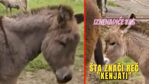 ИЗНЕНАДИЋЕ ВАС: Шта значи реч КЕЊАТИ?