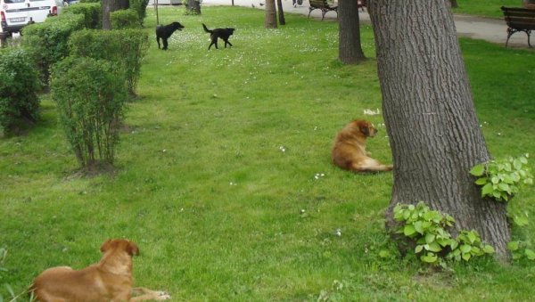 ПРИЈАВА УЛИЧНИХ ПАСА: Грађани позвани да се обрате служби зоохигијене ПРИЈАВА УЛИЧНИХ ПАСА: Грађани позвани да се обрате служби зоохигијене