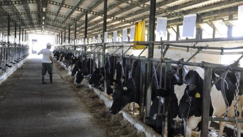 ZA PRIPLODNA GRLA 18 MILIJARDI: Raspisan javni poziv za podsticaje u stočarstvu