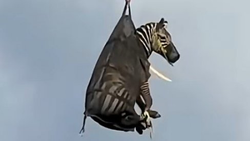 ZEBRA U TORBI: Štraftasti begunac posle deset dana lutanja vraćen kući - helikopterom (VIDEO) ZEBRA U TORBI: Štraftasti begunac posle deset dana lutanja vraćen kući - helikopterom (VIDEO)