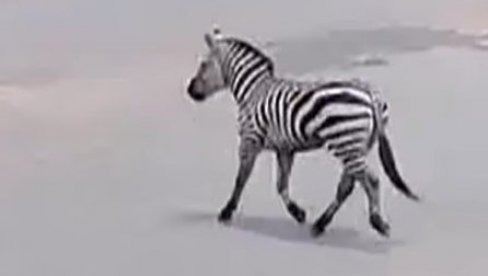 DRAMA U BEOGRADSKOM ZOO VRTU: Zebra pobegla iz kaveza, povredila dete i čoveka