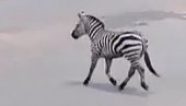 ZEBRA SMEŠTENA U POSEBAN BOKS: Posle bega životinje iz kaveza, situacija pod kontrolom u zoo-vrtu