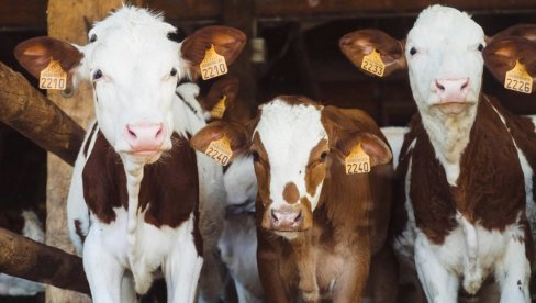 CENA TELETINE U SRBIJI DOSTIGLA ISTORIJSKI MAKSIMUM: Evo zašto je to tako