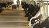 УЗ ПОМОЋ ДРЖЕ ДО НОВИХ ШТАЛА: Јавни позив за поднођшење захтева за подстицаје у изградњи пољопривредних објеката