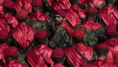 ОПЕРАЦИЈА УСПОН ЛАВА: Трамп: Дао сам Ирану 60 дана за договор -  Огласио се Макрон (ФОТО/ВИДЕО)