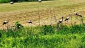 GORNJA MUTNICA PREPUNA RODA: Prema verovanju, ove ptice doneće boljitak selu (FOTO)