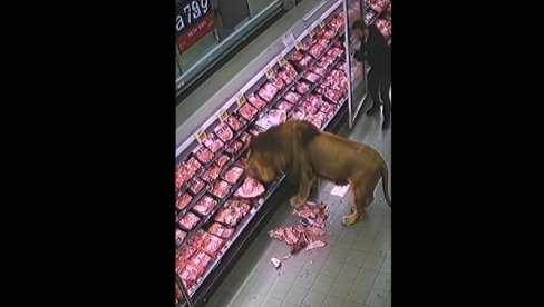 LAV UŠETAO U SUPERMARKET: Svi su se razbežali u panici, a on se - mirno poslužio (VIDEO)