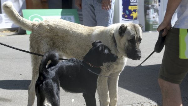 УДОМЉЕНО 15 ЉУБИМАЦА: Фестивал Улични пси окупио на Калемегдану велики број Београђана УДОМЉЕНО 15 ЉУБИМАЦА: Фестивал Улични пси окупио на Калемегдану велики број Београђана