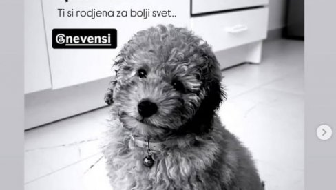 NASTAVLJA SE DRAMA ZBOG SMRTI PUDLE TILI: Čovek koji je optužen u javnosti za smrt psa, dobija pretnje smrću NASTAVLJA SE DRAMA ZBOG SMRTI PUDLE TILI: Čovek koji je optužen u javnosti za smrt psa, dobija pretnje smrću