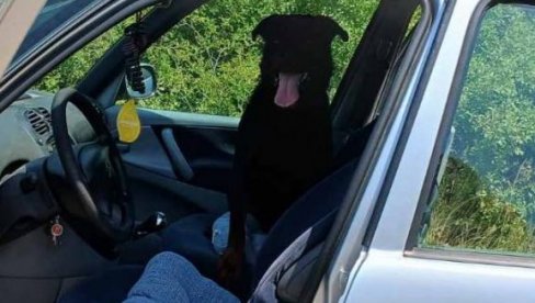 ROTVAJLER POSLE NEDELJU DANA STIGAO KUĆI: Građani danima hranili i pojili psa, misleći da je izbačen na ulicu (FOTO)