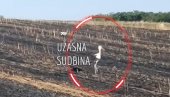 SLIKA IZ SRBIJE KOJA SLAMA SRCE: Tragičan razlog zašto roda 2 dana ne napušta zgarište - izgorelo 2 hektara žita