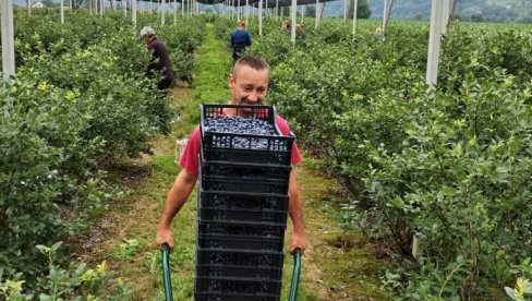ЕПИЛОГ БЕРБЕ БОРОВНИЦА И ВИШАЊА У МАЧВИ, ЈАДРУ, АЗБУКОВИЦИ И РАЂЕВИНИ: Цена испратила род и квалитет