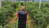 EPILOG BERBE BOROVNICA I VIŠANJA U MAČVI, JADRU, AZBUKOVICI I RAĐEVINI: Cena ispratila rod i kvalitet