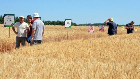 VARIRA ROD JEČMA I PŠENICE: Pod strnim žitima u Pomoravlju nalazi se 15.000 hektara, ali suša svima kvari računicu VARIRA ROD JEČMA I PŠENICE: Pod strnim žitima u Pomoravlju nalazi se 15.000 hektara, ali suša svima kvari računicu