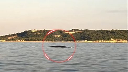 VELIČANSTVEN PRIZOR: Morski div ponovo snimljen u Jadranu: Bio je 50 metara od nas, na dubini od 37 (VIDEO)
