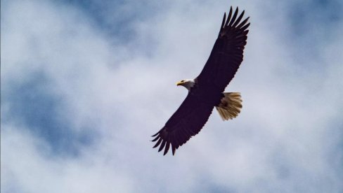 ДАНАС ЈЕ ТРАМП ИЗЛЕТЕО ИЗ ГНЕЗДА: Младунче белоглавог орла у руском зоолошком врту добило име по аамеричком председнику