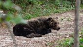 МЕДВЕД ПОКУШАО ДА РАСКОПА ГРОБ У ПОТРАЗИ ЗА ХРАНОМ: Бизаран инцидент у Црној Гори МЕДВЕД ПОКУШАО ДА РАСКОПА ГРОБ У ПОТРАЗИ ЗА ХРАНОМ: Бизаран инцидент у Црној Гори